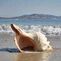 Horse Conch Shell | Triplofusus Giganteu | Florida Horse Conch | Beach Shells