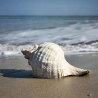 Horse Conch Shell | Triplofusus Giganteu | Florida Horse Conch | Beach Shells