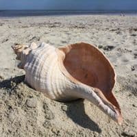 Horse Conch Shell | Triplofusus Giganteu | Florida Horse Conch | Beach Shells