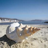 Horse Conch Shell | Triplofusus Giganteu | Florida Horse Conch | Beach Shells