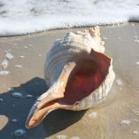 Horse Conch Shell | Triplofusus Giganteu | Florida Horse Conch | Beach Shells