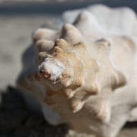 Horse Conch Shell | Triplofusus Giganteu | Florida Horse Conch | Beach Shells