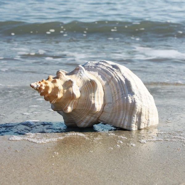 Horse Conch Shell | Triplofusus Giganteu | Florida Horse Conch | Beach Shells