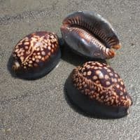 Hump Backed Cowrie | Mauritia mauritiana | Natural Seashell