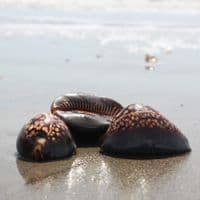 Hump Backed Cowrie | Mauritia mauritiana | Natural Seashell
