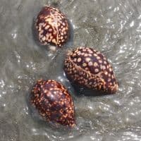 Hump Backed Cowrie | Mauritia mauritiana | Natural Seashell