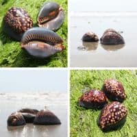 Hump Backed Cowrie | Mauritia mauritiana | Natural Seashell
