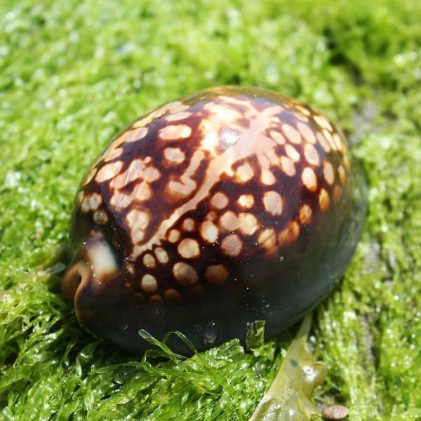 Hump Backed Cowrie | Mauritia mauritiana | Natural Seashell