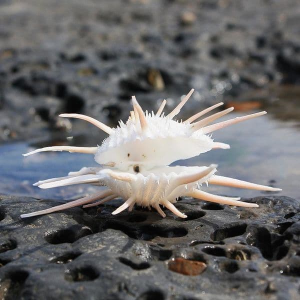 Imperial Thorny Oyster | Spondylus Imperialis