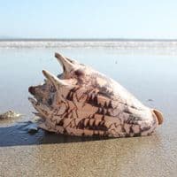 Imperial Volute Shell | Cymbiola Imperialis | Beach Shells