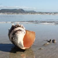 Imperial Volute Shell | Cymbiola Imperialis | Beach Shells