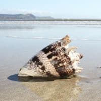 Imperial Volute Shell | Cymbiola Imperialis | Beach Shells