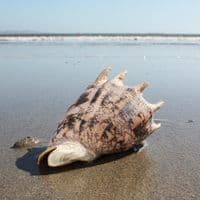 Imperial Volute Shell | Cymbiola Imperialis | Beach Shells