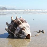 Imperial Volute Shell | Cymbiola Imperialis | Beach Shells