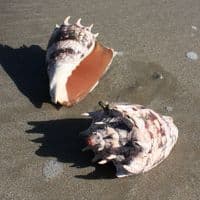 Imperial Volute Shell | Cymbiola Imperialis | Beach Shells