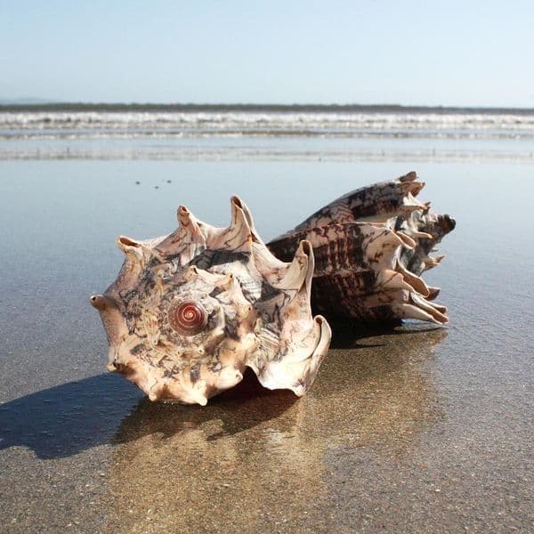 Imperial Volute Shell | Cymbiola Imperialis | Beach Shells