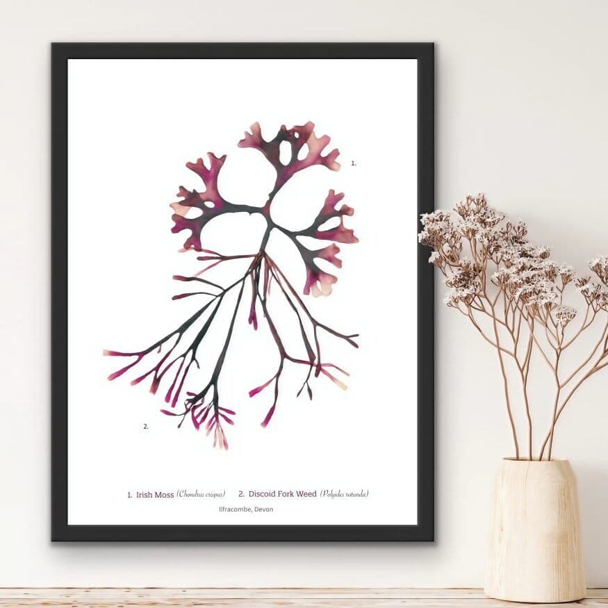 Irish Moss & Discoid Fork Weed – Seaweed Print