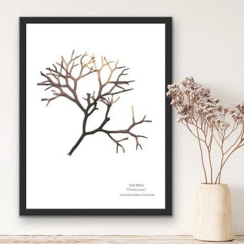 Irish Moss Seaweed 01 –Print