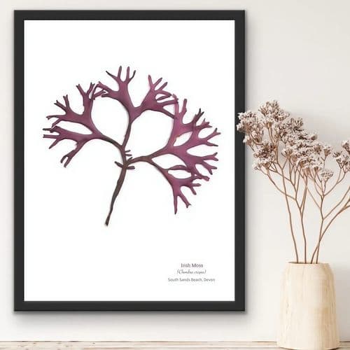 Irish Moss Seaweed 02 –Print