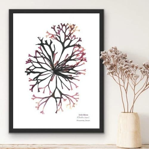 Irish Moss Seaweed 04 –Print