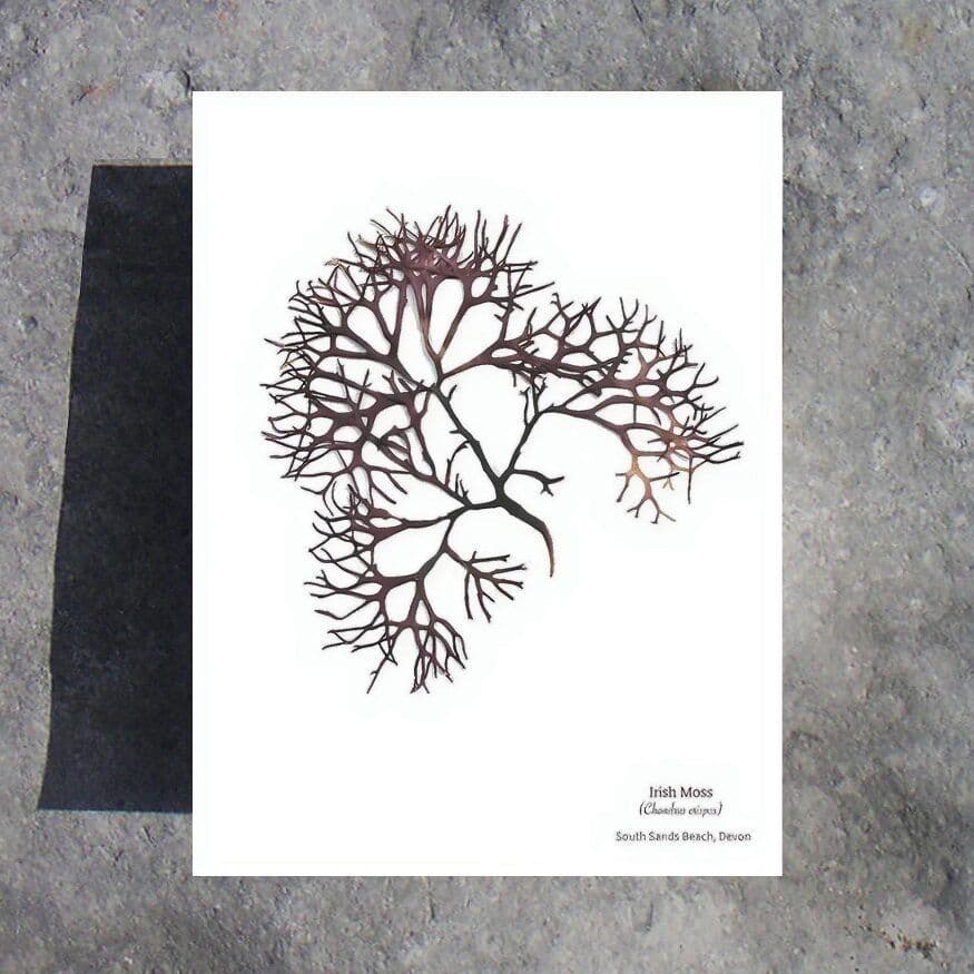 Irish Moss - Seaweed Print