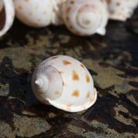 Japanese Bonnet Shell | Phalium Areola Bisulcatum | Beach Shells