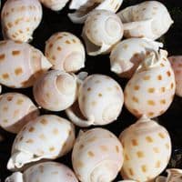 Japanese Bonnet Shell | Phalium Areola Bisulcatum | Beach Shells