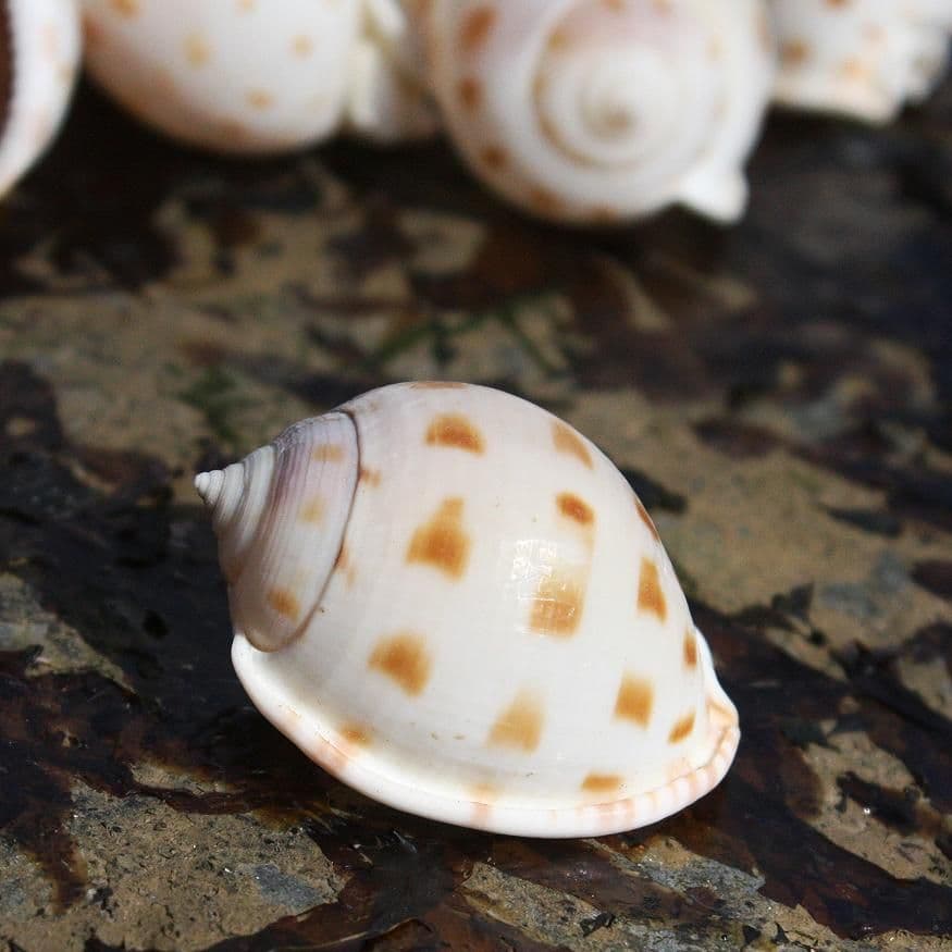 Japanese Bonnet Shell | Phalium Areola Bisulcatum | Beach Shells