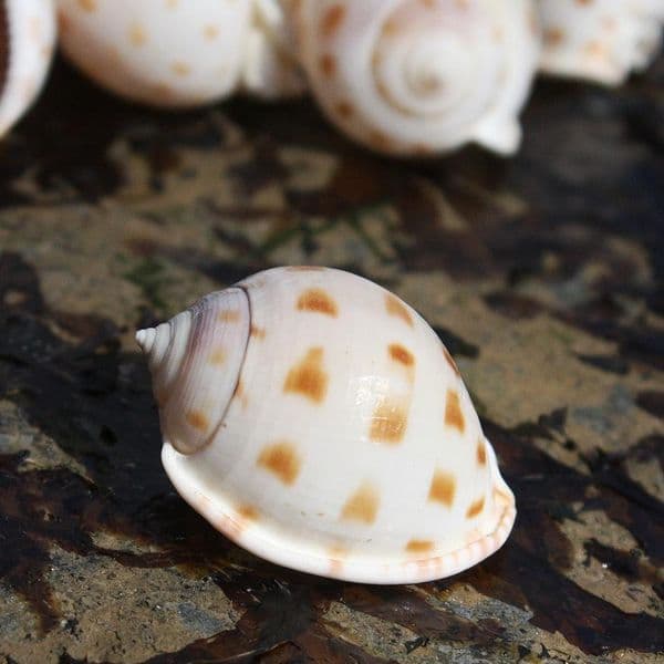 Japanese Bonnet Shell | Phalium Areola Bisulcatum | Beach Shells