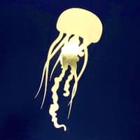 Jellyfish Gold Foil Print | Metallic Art Print | Nichol Foster