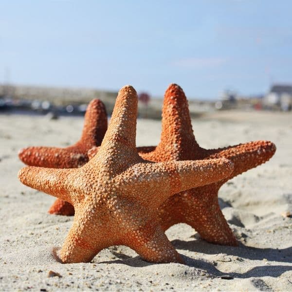 Jungle Starfish