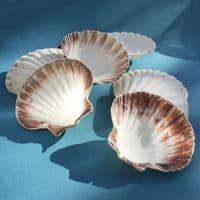 King Scallop Shell | Pecten Maximus | Beach Shell