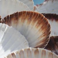 King Scallop Shell | Pecten Maximus | Beach Shell