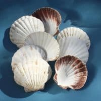 King Scallop Shell | Pecten Maximus | Beach Shell
