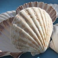 King Scallop Shell | Pecten Maximus | Beach Shell