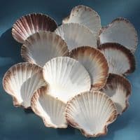 King Scallop Shell | Pecten Maximus | Beach Shell