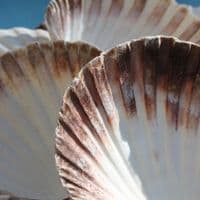 King Scallop Shell | Pecten Maximus | Beach Shell