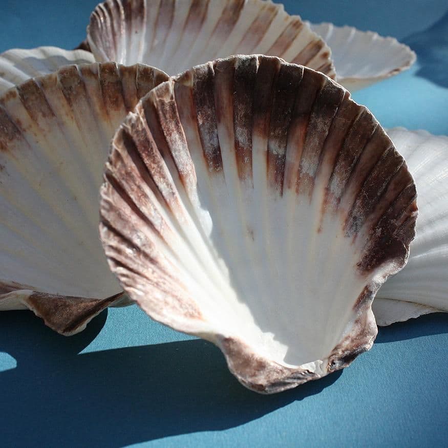 Scallop Shell Master King Scallop Shell | Pecten Maximus | Beach Shell