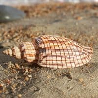 Kurodas Lyria Shell | Lyria Kurodai | Beach Shells