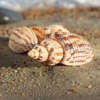 Kurodas Lyria Shell | Lyria Kurodai | Beach Shells