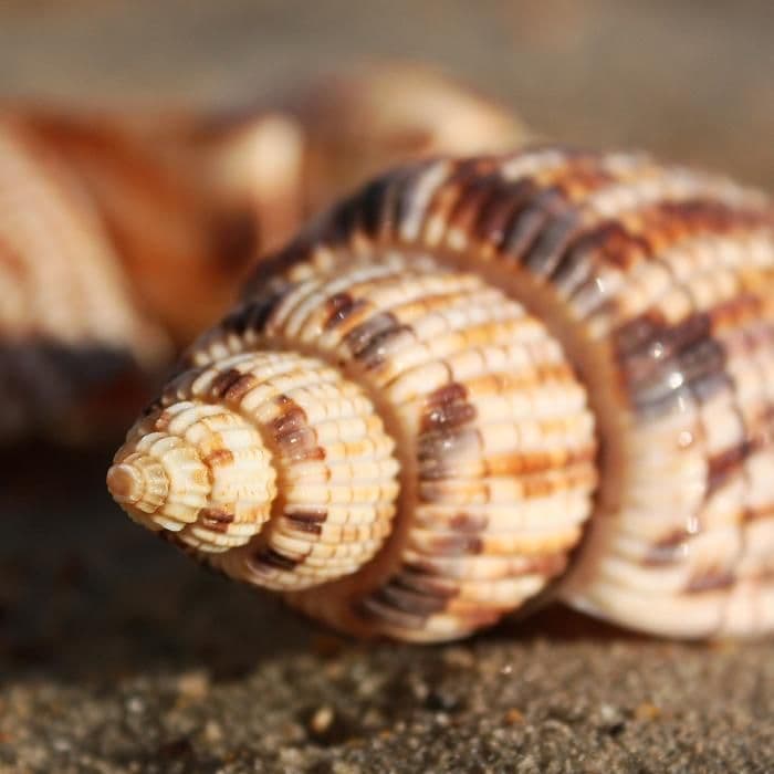 Lyrodes Shell Kurodas Lyria Shell | Lyria Kurodai | Beach Shells