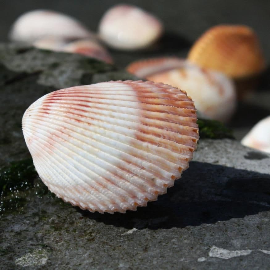 Cocal Shell Laevicardium Cockle Shell | Laevicardium Attennuatum | Beach Shells