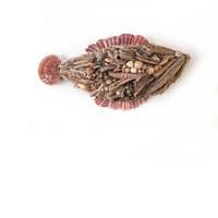 Large Driftwood Fish | Wall Hanging | Rachel White