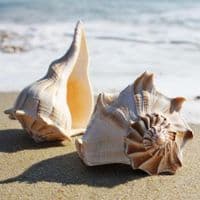 Lightning Whelk Shell | Sinistral Seashell | Beach Shells