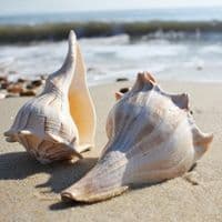 Lightning Whelk Shell | Sinistral Seashell | Beach Shells