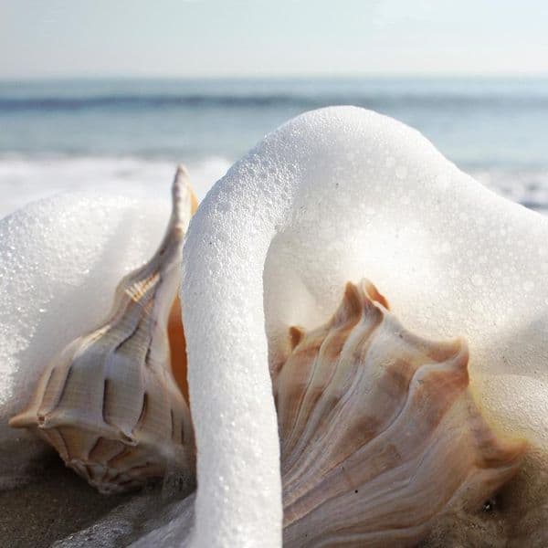 Lightning Whelk Shell | Sinistral Seashell | Beach Shells