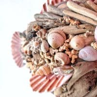 Little Driftwood Fish |Rachel White
