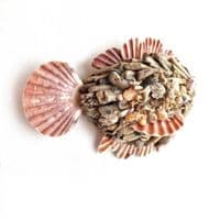 Little Driftwood Fish |Rachel White