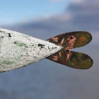 Love Plus - Fish Art Sculpture | Coastal Art Work | Laurence Henry