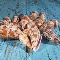 Lynceus Cone Shell | Conus Lynceus | Beach Shells